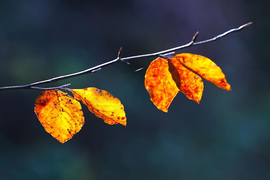 herfst, bladeren, tak, takjes, gebladerte, herfstbladeren, herfst gebladerte, herfstkleuren, herfstseizoen, bladeren vallen