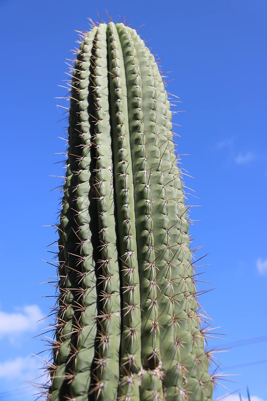 cactus, buitenshuis, natuur, fabriek, flora, sappig, botanisch, zon, groen, blauw