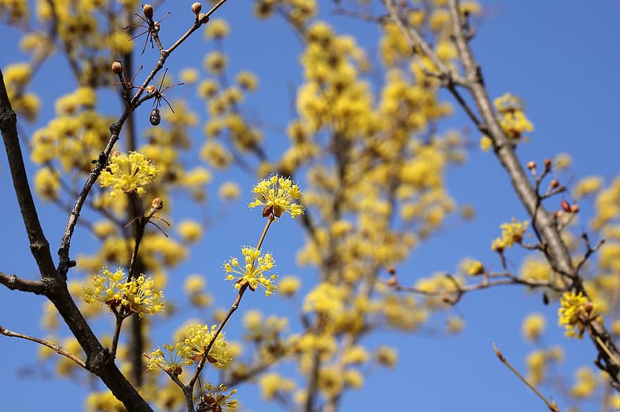 cornelian třešeň, květiny, jaro, žluté květy, okvětní lístky, květ, strom, Příroda, větev, žlutá, rostlina