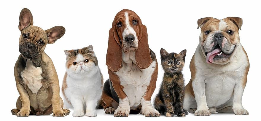 كلاب ، الكلاب ، الحيوانات الأليفة ، طبيب بيطري - بيطري ، جرو ، قط ، القطط ، قطه صغيرة