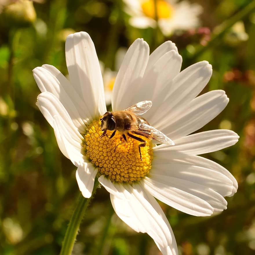 Bie, Tusenfryd, nektar, honningbie, insekt, dyr, marguerite, blomst, anlegg, hage, natur