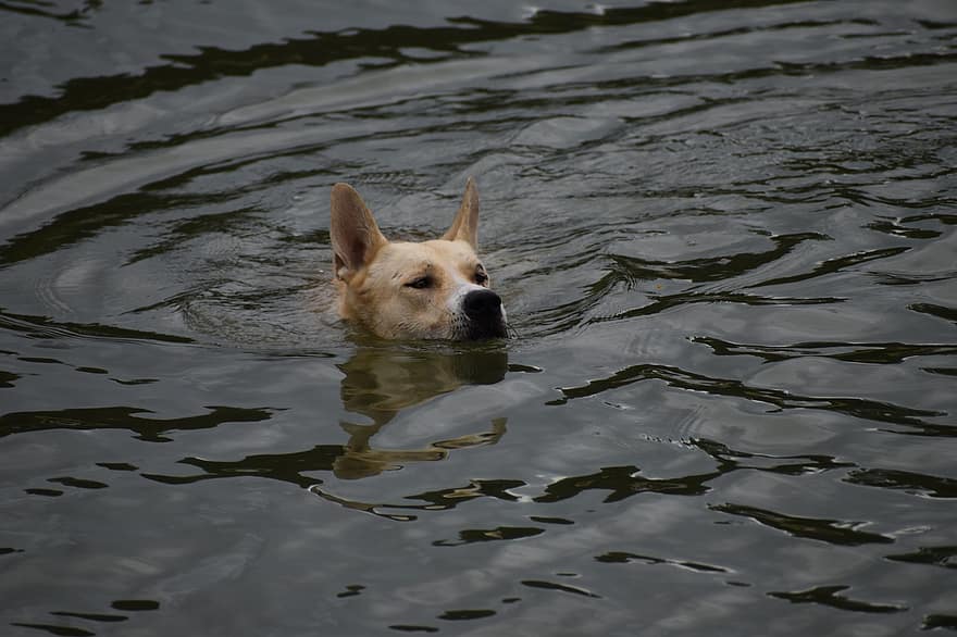 innsjø, tysk shepard, svømme~~POS=TRUNC, elv, dråper, duskregn, sprøyte, vri, tørke, bløtlegging våt, gjennomvåt