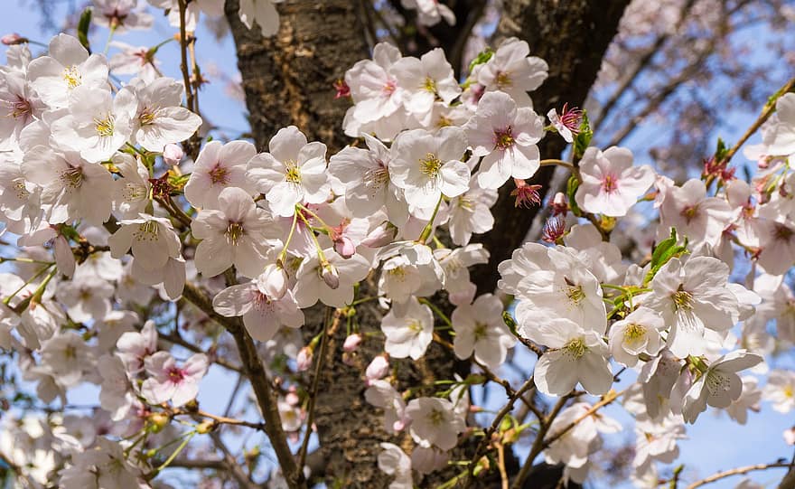 kwiaty wiśni, sakura, różowe kwiaty, Wiśniowe drzewo, wiosna, kwiaty, Natura, flora, Korea Południowa