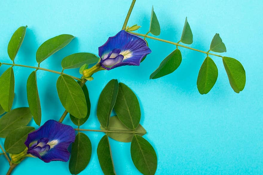 vlinder erwt, bloemen, bladeren, blauwe erwt, blauwe bloemen, bloemblaadjes, bloeien, takjes, decoratie, achtergrond