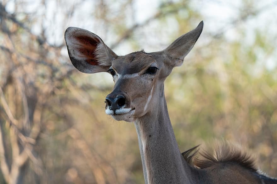 kudu, animal, safári, retrato, Kudu Feminino, mamífero, animal selvagem, animais selvagens, região selvagem, natureza, botswana