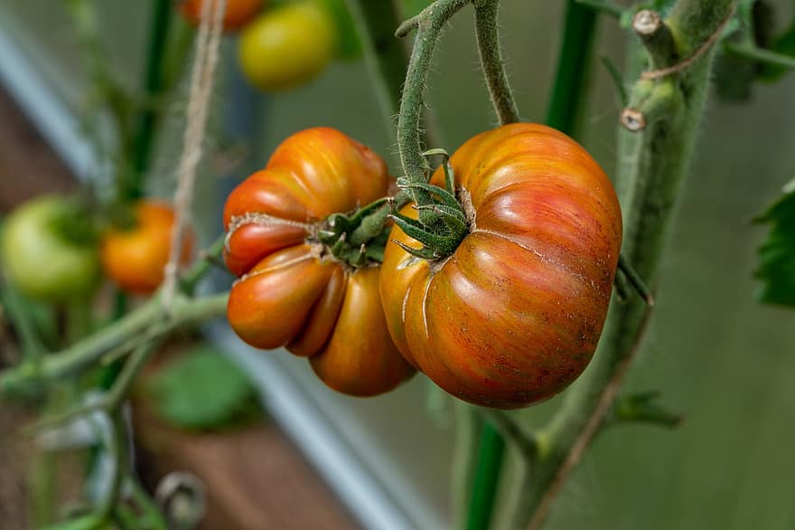 tomat, Sayuran, makanan, segar, sehat, organik, matang, nutrisi, vitamin, menghasilkan, panen