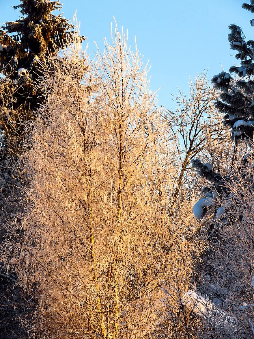 arbres, llum solar, hivern, al matí, arbre, bosc, temporada, branca, neu, planta, paisatge