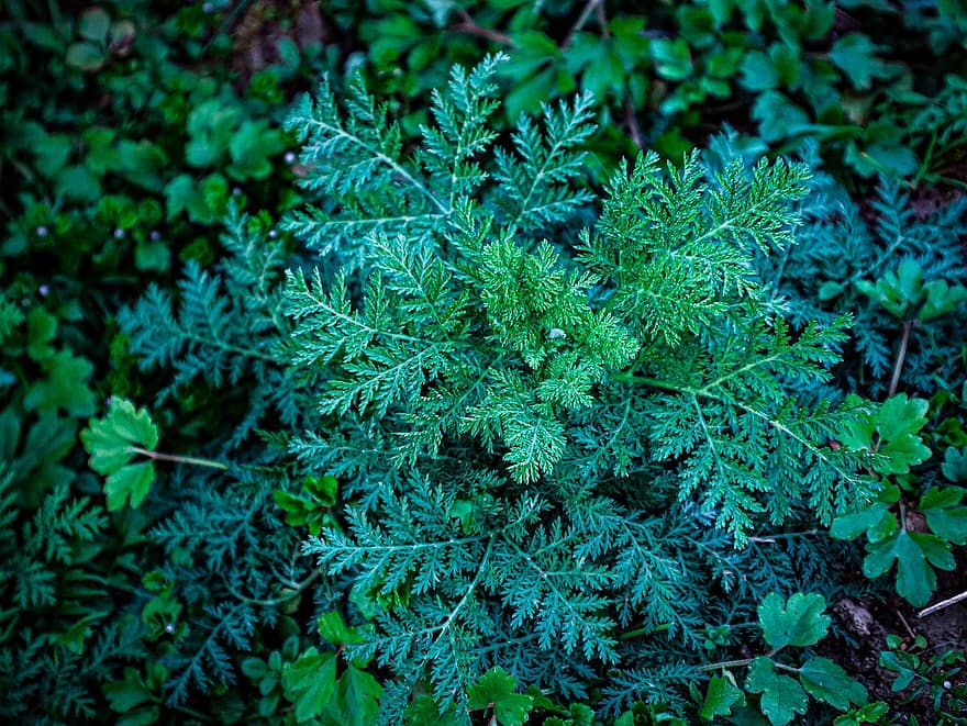 Sweet Wormwood, Sweet Annie, Sweet Sagewort, Annual Mugwort, Annual Wormwood, Artemisia Annua, Plants, leaf, plant, forest, green color
