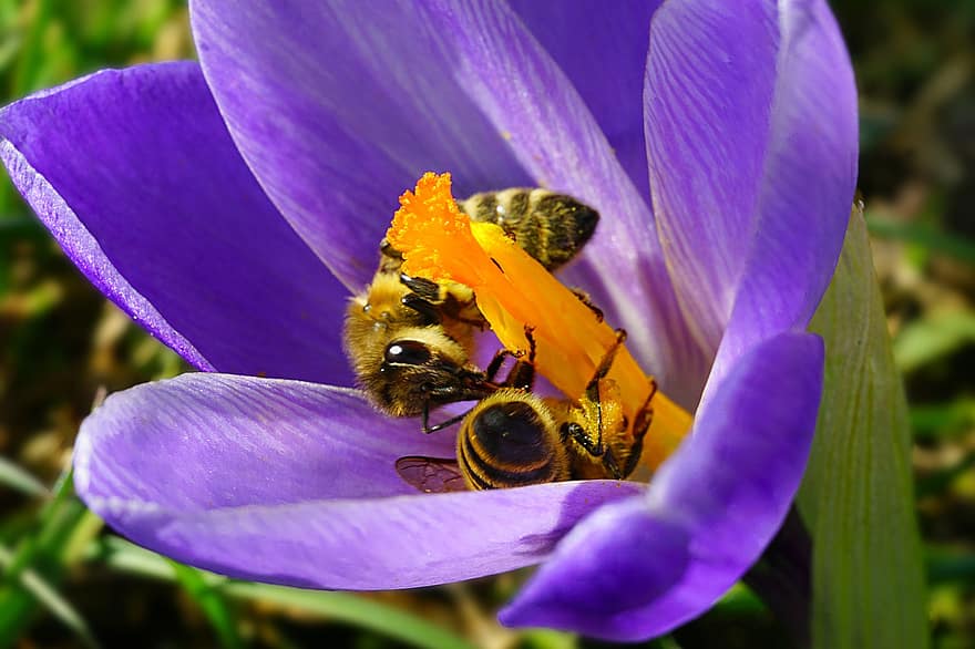 azafrán, primavera, flor, abeja, naturaleza, púrpura, de cerca, macro, polinización, floración, insecto