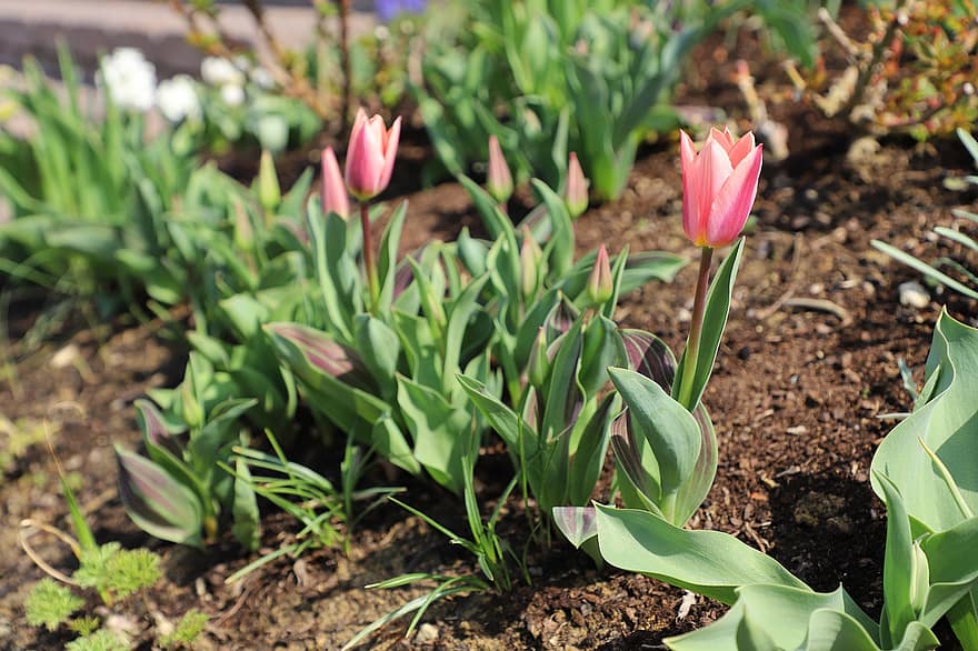 blomster, tulipan, have, blomsterseng, natur, forår, sæson-, blomstring, vækst