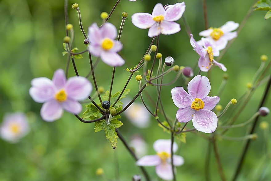 anemona japoneză, flori, violet flori, cad anemona, anemone hupehensis, petale, inflori, a inflori, planta cu flori, plante ornamentale, plantă