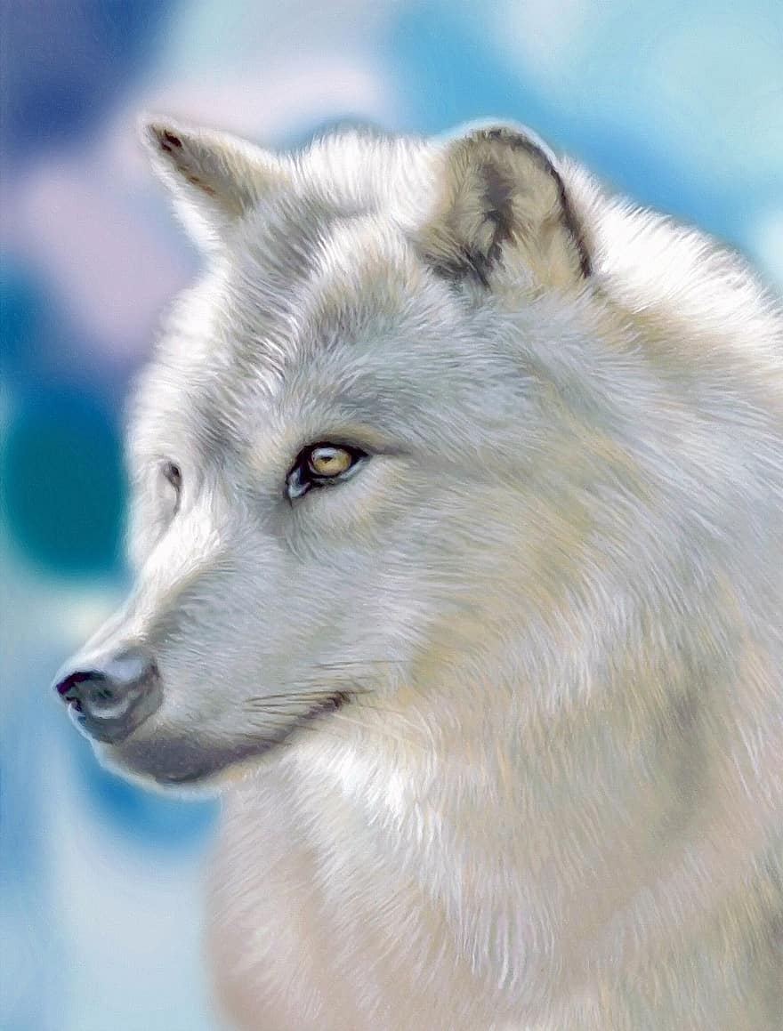 сребърен вълк, животно, гора, природа, див, scheu, диво животно, горско животно