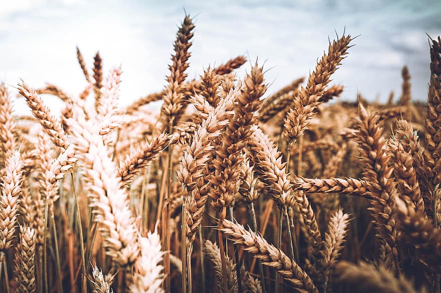 trigo, campo, cultivo, campo de trigo, cevada, culturas de trigo, terra arável, agricultura, Fazenda, natureza, panorama