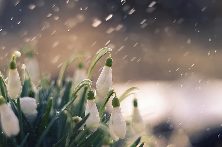 sněženky, květiny, jaro, déšť, flóra, Příroda