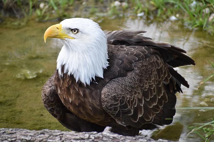 Eagle, Bald Eagle, Bird, Animal, Bird Of Prey, Predator, Feathers, Plumage, Bill, Bird Watching, Ornithology