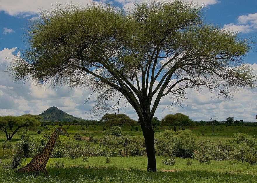 giraffe, safari, natuur, wildernis, natuurfotografie, tarangire nationaal park, buitenshuis, Tanzania, nek, boom, landschap