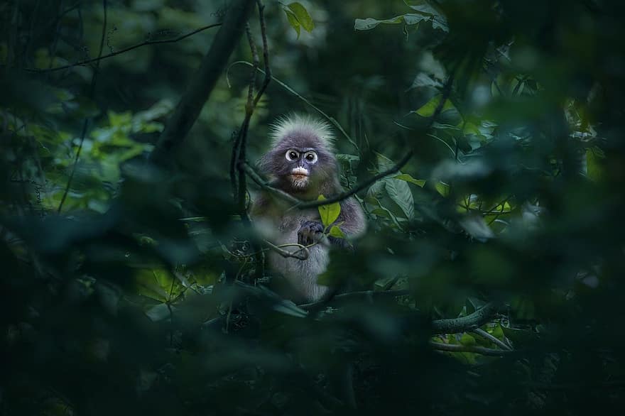 macaco de folha escura, animal, árvore, sai, ramo, trachypithecus obscurus, animal jovem, macaco, primata, mamífero, animais selvagens