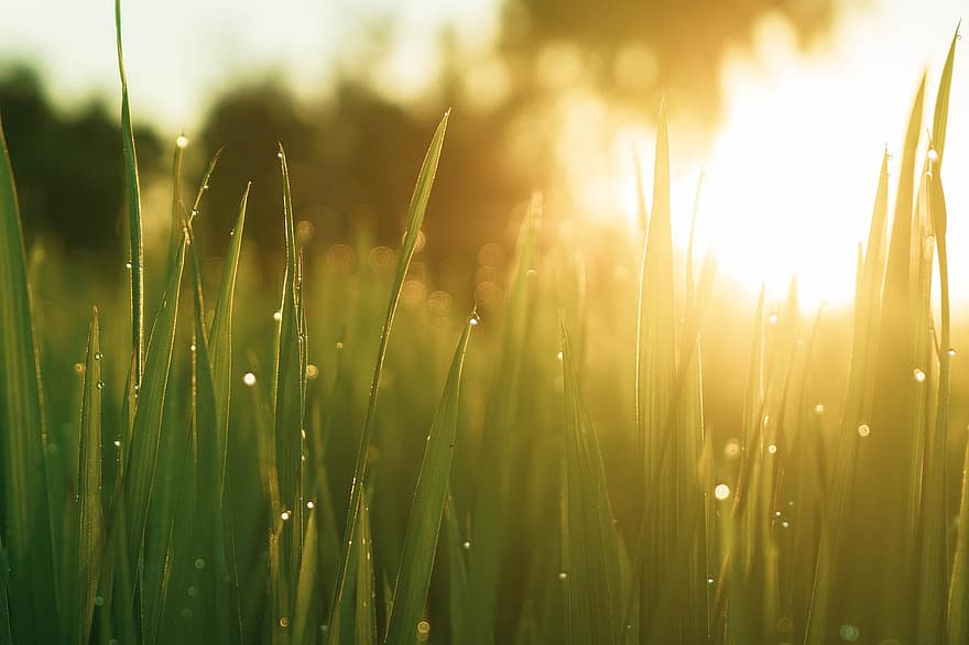 Leaves, Grass, Dew, Dewdrops, Morning Dew, Droplets, Sunrise, Dawn, Bokeh, Greenery, Nature