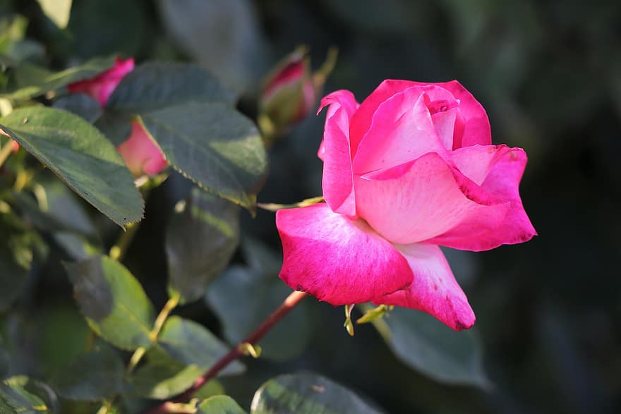 Rosa rosada, arbusto, floreciente, flor, floral, Rosal, primavera, naturaleza