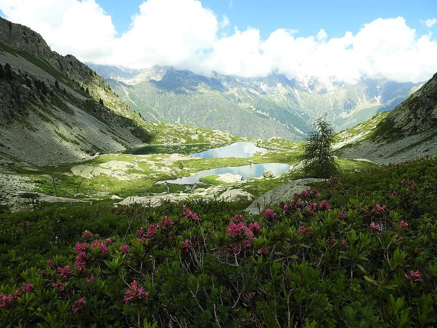 hory, jezero, květiny, Alpy, valgaudemar, Petarel, Francie, turistika, trekking, voda, nebe
