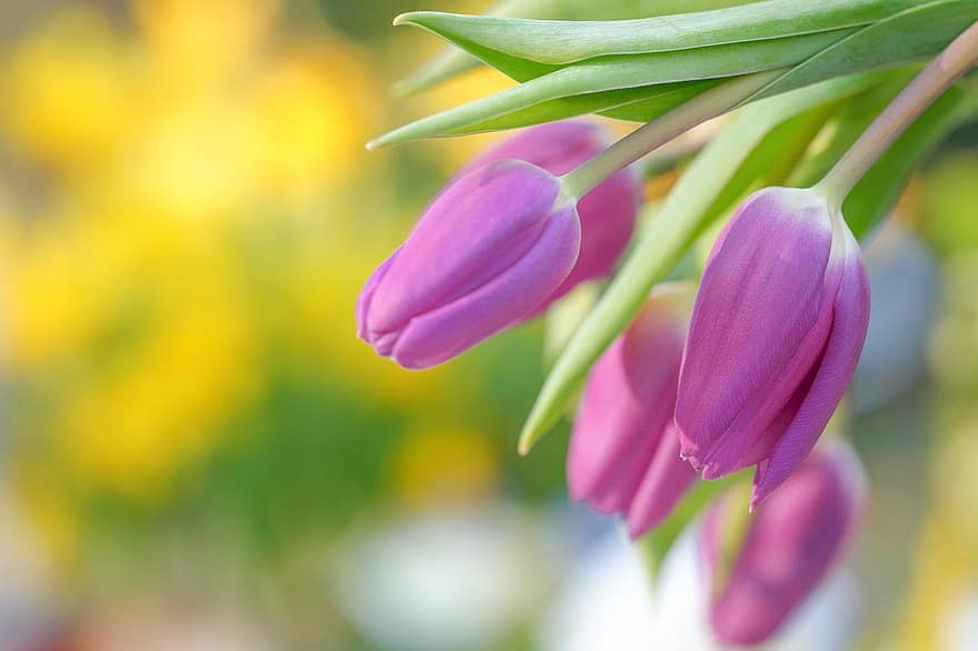 tulipanes, flor, Flores rosadas, jardín, primavera, Flores de primavera, planta, de cerca, cabeza de flor, pétalo, verano