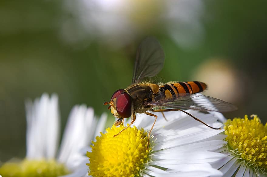 hoverfly, έντομο, λουλούδια, μαργαρίτα, σύντομη μύγα, λουλούδι μύγα, γονιμοποίηση, λευκό λουλούδι, φυτό, φύση, macro