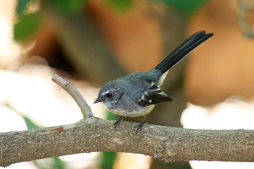 Bird, Grey Fantail, Beak, Feathers, Pluamge, Branch, Perched, Australian, Wildlife, Aves