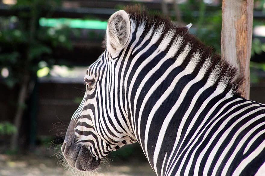 zvíře, zebra, savec, druh, fauna, koňský, pruhovaný, Afrika, zvířata ve volné přírodě, safari zvířata, detail