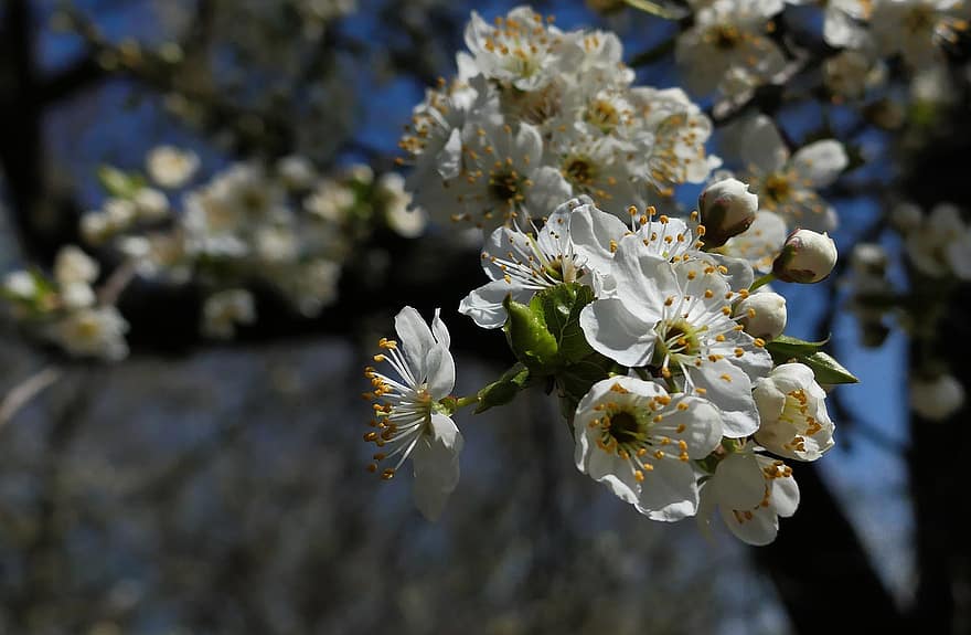 ブラックソーンの花、フラワーズ、春、白い花、咲く、ブランチ、木、自然、花、閉じる、工場