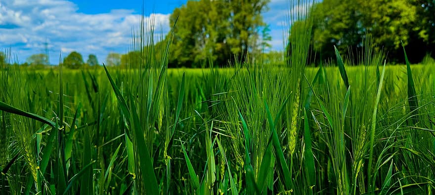 cỏ, lúa mạch, ngũ cốc, sợi, đồng cỏ, màu xanh lá