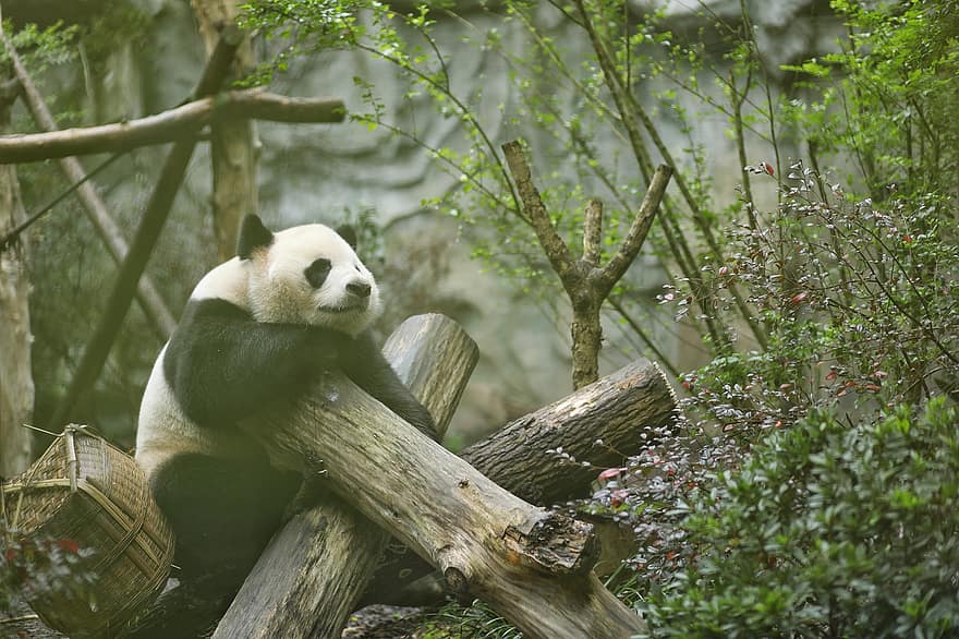 panda, dyr, dyreliv, kæmpepanda, Panda Bjørn, pattedyr, skov, natur
