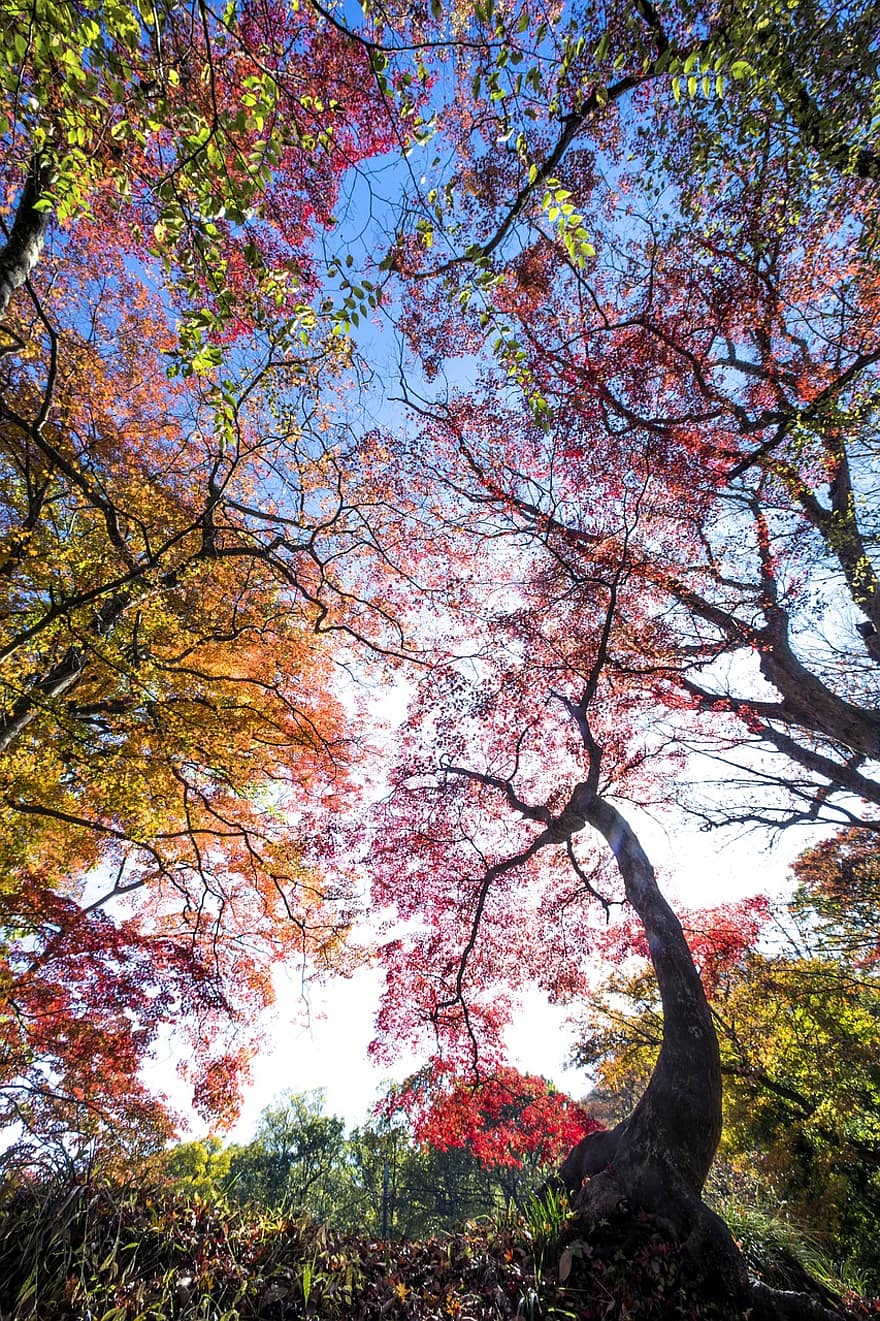 medžiai, medžio baldakimu, ruduo, rudenį, flora, pobūdį, seonunsa, Korėja