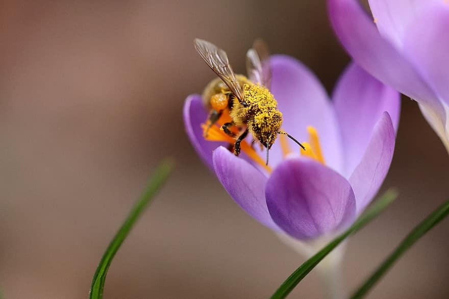 минзухар, пчела, насекомо, опрашване, медна пчела, събират нектар, цветен прашец, разцвет, пружина, виолетов, лилаво