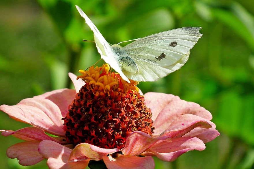 バタフライ、キャベツホワイト、花、受粉、昆虫、キャベツ蝶、白い蝶、ジニア、咲く、開花植物、観賞用植物
