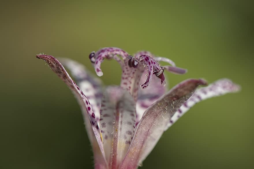 Flower, Toad Lily, Lily, Petals, Bloom, Blossom, Flora, Plant, Nature