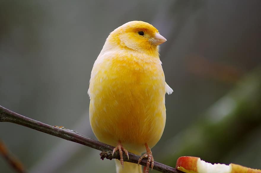 Canari domestique, oiseau, animal, faune, plumage, branche, perché, la nature, l'observation des oiseaux, le bec, jaune