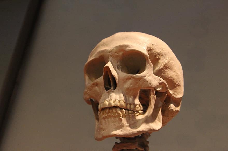 koponya, csontváz, fej, csontok, emberi, anatómia, arc, Barna koponya
