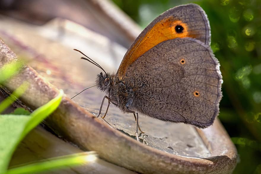 луговой коричневый, маниола юртина, бабочка, крылья, крылья бабочки, крылатое насекомое, насекомое, чешуекрылые, энтомология, мир животных, фауна