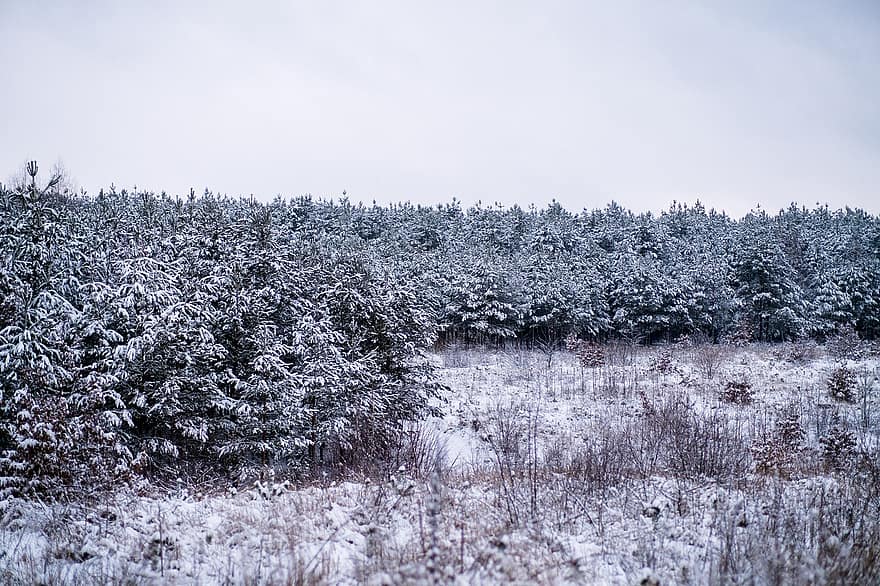 erdő, tűlevelűek, téli, fák, karácsonyfák, hó, fagy, fenyő, lucfenyő, hóesés, tájkép