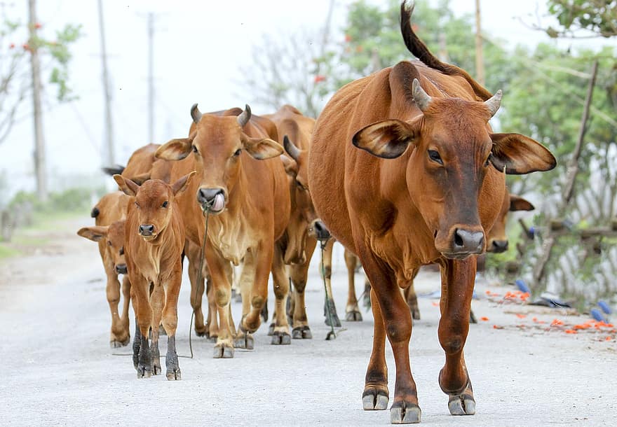 牛、群れ、子牛、家族、家畜、動物たち、農場の動物、ほ乳類、反すう動物、歩く、道路