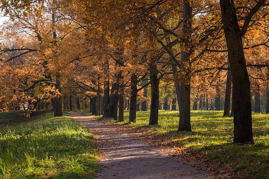 jesień, park, odchodzi, drzewa, Las, listowie, trawa, szlak, ścieżka