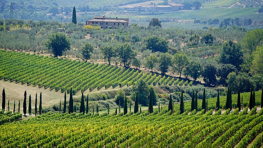 arbres, vinyes, raïm, Toscana, Itàlia, xiprer, naturalesa, orgànic, vacances, viatjar, panorama