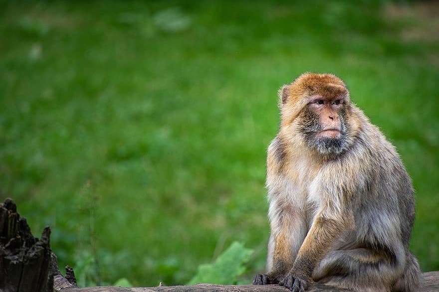 варварская макака, Barbary Ape, обезьяна