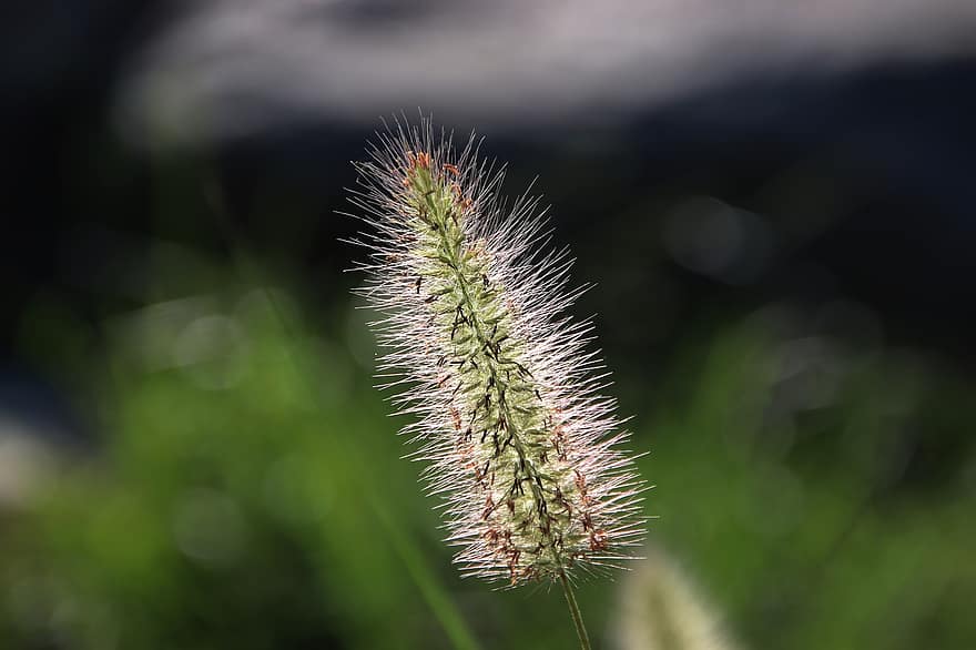 Plant, Nature, Botany, Flora, Pennisetum Alopecuroides, close-up, green color, summer, grass, macro, meadow