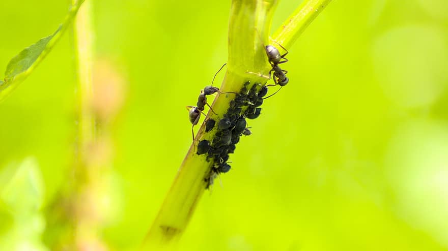 мравка, мравки, насекомо, природа, макро, животно, животински свят, растение, малък, наблизо, въшки