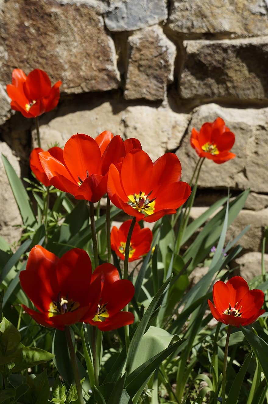 tulipanes, las flores, Flores rojas, pétalos, pétalos rojos, flora, naturaleza, jardín, floración