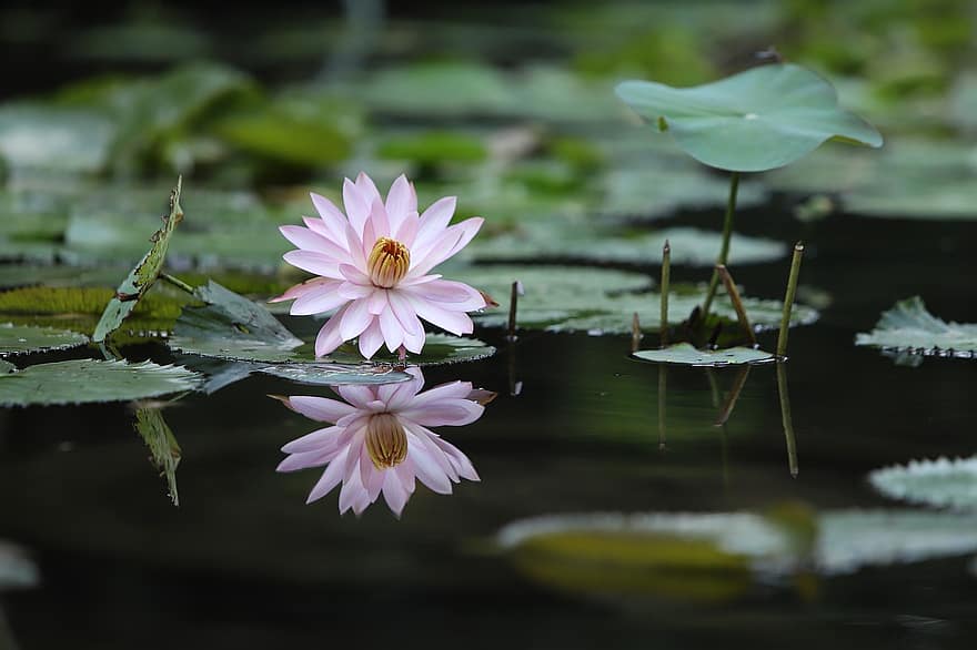Lotus Flower, Lily Pads, Water Lily, Aquatic Plant, Flora, Bloom, Blossom, Pond, Nature, Botany, Flower
