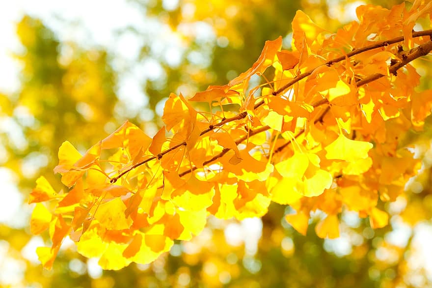 ginkgo strom, i, ginkgo biloba, žluté listy, dřevo, podzim