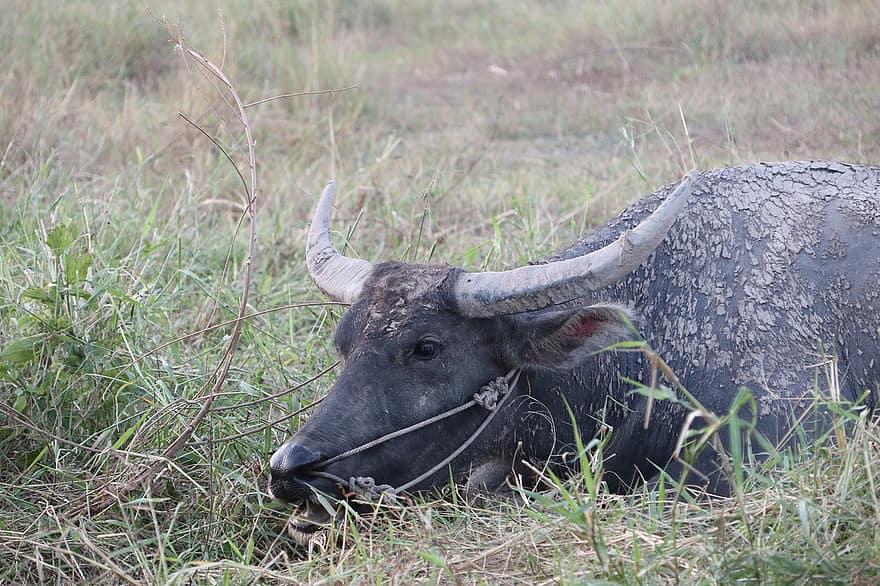 buffel, tjur, svart ko, djur-, horn, arter