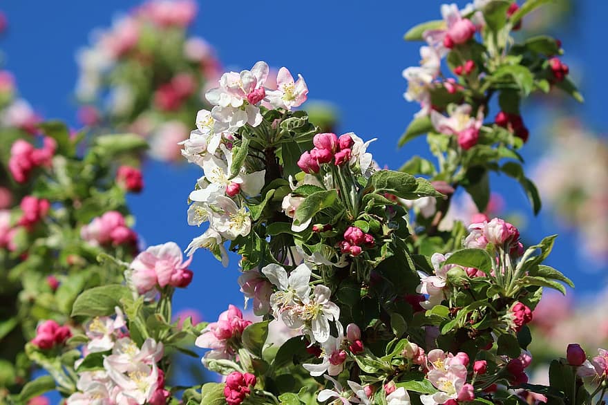 floare de mere, măr, ramură, a inflori, primăvară, pomi fructiferi, inflori, măr de flori de copac, alb, ramură de măr, livadă